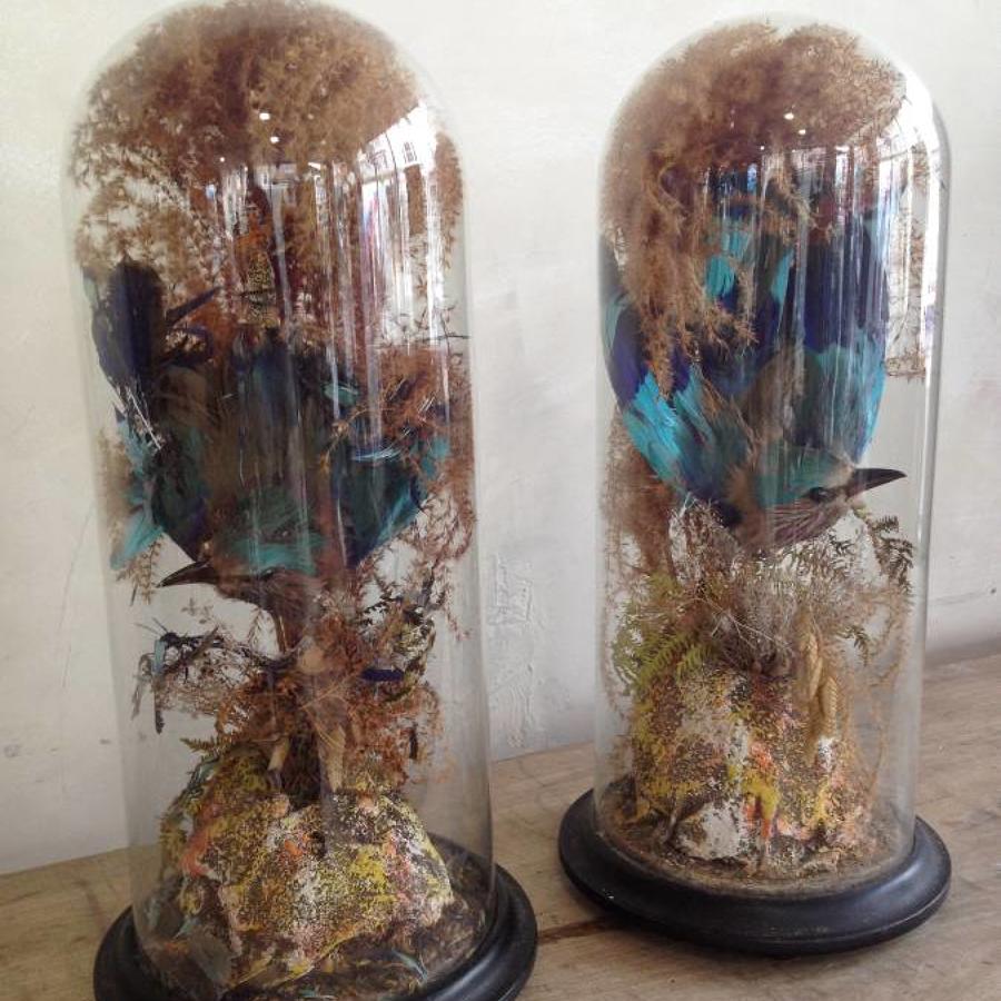 Pair of  Taxidermy birds in glass domes