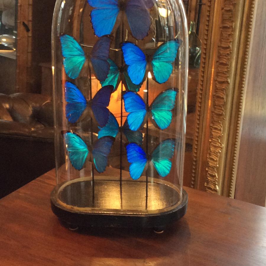 Victorian dome and butterfly display