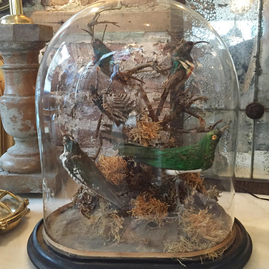 Exotic Birds in Large Glass Dome