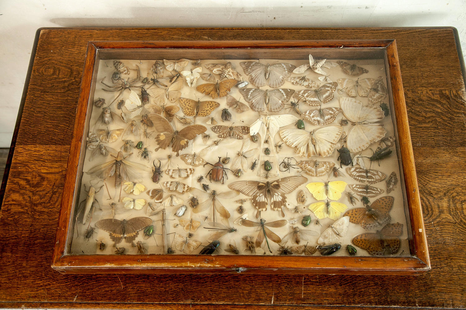 Victorian Butterfly display case